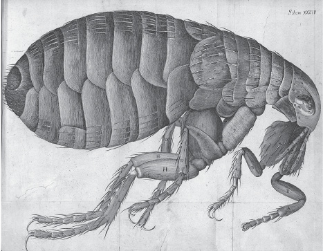 Imagem: Gravura em preto e branco. Uma pulga na horizontal, para à direita, com o corpo arredondado, coberto com camadas e à direita, cabeça pequena com casca e patas na parte inferior. Na parte inferior, patas finas longas e à frente, duas menores.  Fim da imagem.