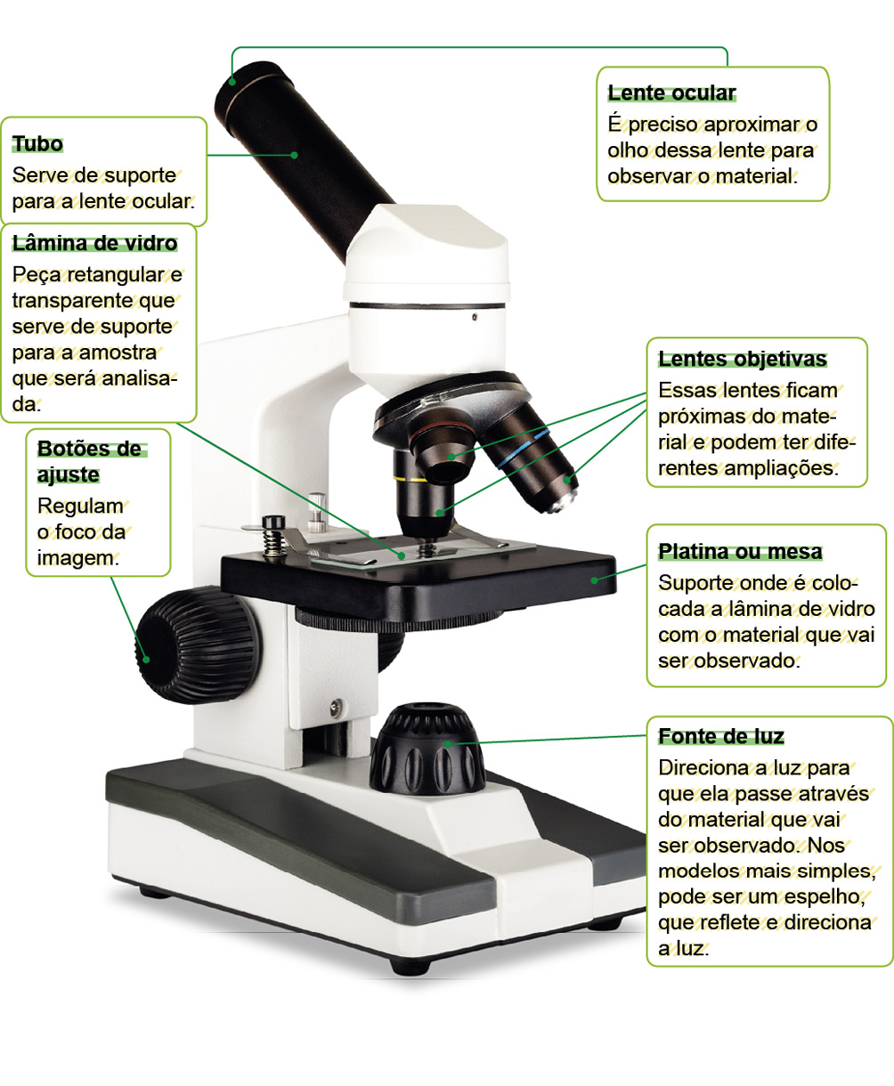 Imagem: Fotografia. Um microscópio de cor branca, com detalhes em preto. Na parte superior, tubo em médio de cor preta. Na ponta :  Texto : Lente ocular É preciso aproximar o olho dessa lente para observar o material. Mais abaixo, na parte tubular :  Texto: Tubo Serve de suporte para a lente ocular. Mais abaixo, três partes tubulares em preto com lentes na parte inferior :  Texto: Lentes objetivas Essas lentes ficam próximas do material e podem ter diferentes ampliações. Mais abaixo, base retangular transparente :  Texto : Lâmina de vidro Peça retangular e transparente que serve de suporte para a amostra que será analisada. Debaixo da lâmina, parte grossa em preto com o formato quadrado :  Texto : Platina ou mesa Suporte onde é colocada a lâmina de vidro com o material que vai ser observado. Mais abaixo, na haste na vertical, um botão grande preto :  Texto : Platina ou mesa Suporte onde é colocada a lâmina de vidro com o material que vai ser observado. Na ponta inferior, botão arredondado em preto na vertical : Texto : Fonte de luz Direciona a luz para que ela passe através do material que vai ser observado. Nos modelos mais simples, pode ser um espelho, que reflete e direciona a luz.   Fim da imagem.