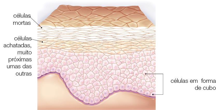 Imagem: Ilustração. Esquema. Na parte superior, camada fina de cor rosa-claro, com linhas finas na horizontal. Mais abaixo, gomos finos na horizontal : células mortas. Mais abaixo, gomos com pequenas bolinhas cor de rosa : células achatadas, muito próximas umas das outras. Na parte inferior, gomos de cor rosa com forma de cubo, e pequenas bolinhas em rosa e lilás dentro : células em forma de cubo.  Fim da imagem.