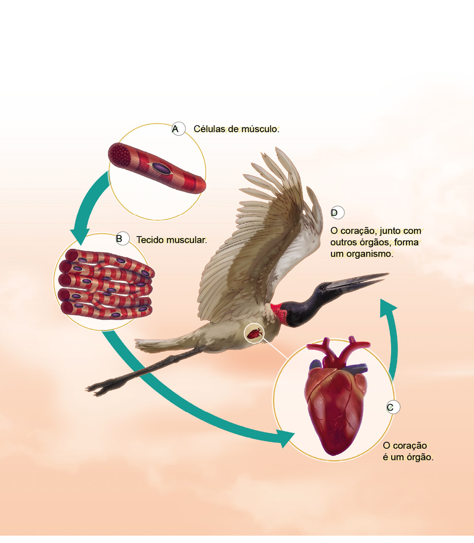 Imagem: Esquema. Ao centro, um tuiuiú sobrevoando para à direita, de penas de cor bege, asas bem abertas, com patas finas na horizontal, gola do pescoço em vermelho, pescoço, cabeça e bico comprida em preto.  A – Células de músculo : Um tubo na horizontal com listras em vermelho e bege e ao centro gomo na horizontal em roxo. B- Tecido muscular : cinco tubos na horizontal com listras em vermelho e bege com gomo de cor roxa.  C- O coração é um órgão : forma de uma bexiga de cor vermelha na vertical, com tubos finos e ramificações na vertical.  D- O coração, junto com outros órgãos, forma um organismo. Dentro do corpo da ave, na região do peitoral.  Fim da imagem.