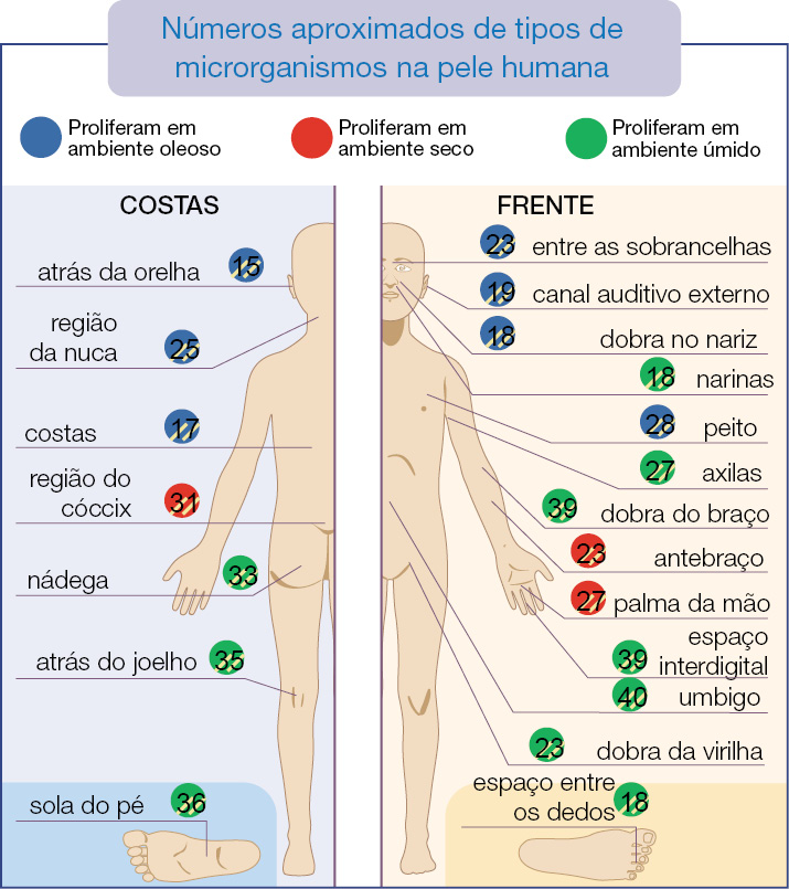 Imagem: Ilustração. Esquema. Números aproximados de tipos de microrganismos na pele humana. Legenda :  Em azul : Proliferam em ambiente oleoso. Em vermelho : Proliferam ambiente seco. Em verde : Proliferam em ambiente úmido.  Costas: Uma silhueta de uma pessoa na vertical da metade corpo virado para às costas.  Proliferam em ambiente oleoso : 15 - atrás da orelha;  25 - região da nuca;  17 - costas. Proliferam ambiente seco : 31 - região do cóccix. Proliferam em ambiente úmido: 33 – nádega; 35 - atrás do joelho; 36 - sola do pé. Frente: Uma silhueta de uma pessoa na vertical da metade corpo virado para frente.  Proliferam em ambiente oleoso : 23 - entre as sobrancelhas; 19 - canal auditivo externo; 18 - dobra no nariz 28 - peito Proliferam ambiente seco : 23 – antebraço 27 - palma da mão Proliferam em ambiente úmido: 18 – narinas  27 – axilas 39 – dobra do braço 39 – espaço interdigital 40 – umbigo 23 – dobra da virilha 18 – espaço entre os dedos  Fim da imagem.