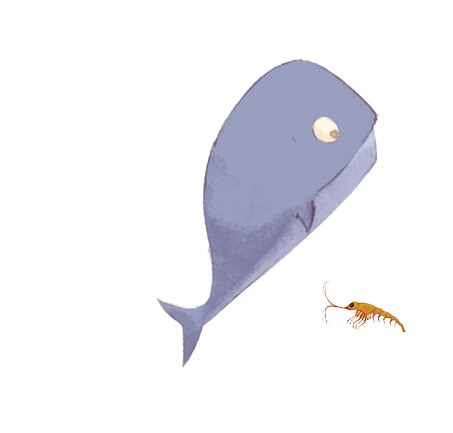 Imagem: Ilustração. Uma baleia de cor cinza, com cabeça arredondada, cauda pequena, na diagonal para à direita, corpo para à direita. Abaixo dela, krill, animal pequeno de cor laranja, com patas finas, hastes finas na cabeça, olhos pequenos pretos com o corpo para à esquerda.  Fim da imagem.