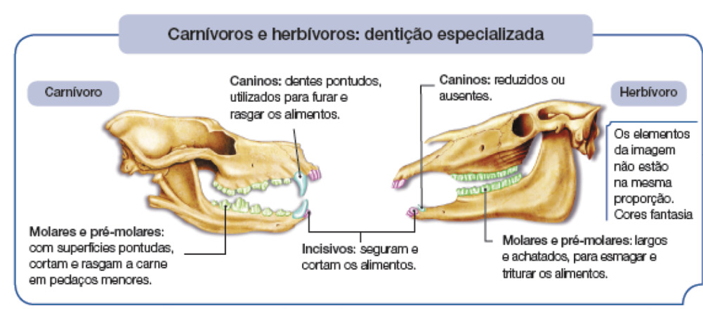 Imagem: Ilustração. Carnívoros e herbívoros : dentição especializada.  Um crânio para à direita em bege. Carnívoro, com a parte superior achatada e longa na horizontal, com dentes pequenos no fundo : Molares e pré-molares: com superfícies pontudas, cortam e rasgam a carne em pedaços menores. Mais a frente, na parte inferior, um dente afiado : Incisivos: seguram e cortam os alimentos. Na parte superior, dente fino na frente : Caninos: dentes pontudos, utilizados para furar e rasgar os alimentos. Um crânio para à esquerda. Herbívoro : com a parte superior longa e fina, com parte inferior fina na horizontal com dente pequeno : Incisivos: seguram e cortam os alimentos. Na boca, dentes pequenos retos : Molares e pré-molares: largos e achatados, para esmagar e triturar os alimentos.  Fim da imagem.