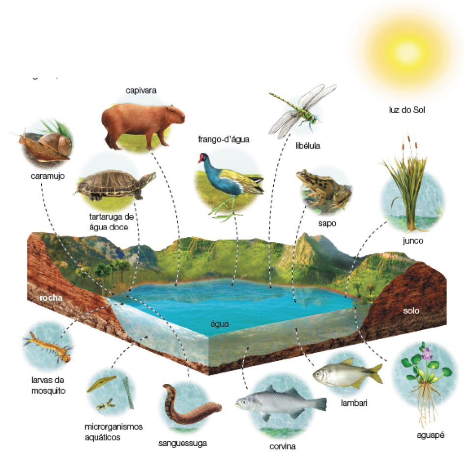 Imagem: Ilustração. Esquema com ilustração ao centro e linhas pontilhadas na vertical com detalhes para seres vivos. Ao centro, local com água de cor azul-claro. Ao fundo, solo marrom e ao fundo, rochas à esquerda. Em segundo plano, morros altos de cor verde. Na parte superior, à direita, sol amarelo redondo. Saindo da água, setas para os seguintes seres-vivos :  Capivara : um animal de médio porte de cor marrom, com cabeça arredondada, orelhas pequenas e focinho de cor marrom-escuro.  Frango-d’água: Um animal similar a ave de penas azuis, com par de asas de cor amarela, com bico pequeno laranja e patas finas em verde.  Libélula: um inseto de corpo fino verde com dois pares de asas em branco, com pares de patas finas.  Sapo: um sapo de tamanho médio, de cor bege com detalhes em preto com formato de pequenos círculos.  Junco: Planta aquática com hastes na vertical, com folhas verdes e pétalas em laranja. Ao fundo, céu de cor azul-claro.  Aguapé: Planta com raízes finas em bege, com folhas verdes e na parte superior, flor de pétalas lilás.  Lambari: Um peixe para esquerda de cor cinza, tamanho médio com barbatanas de cor amarela.  Corvina: Um peixe para à esquerda de tamanho médio de cor cinza, com barbatanas e nadadeira em cinza-escuro. Sanguessuga: Um animal de corpo longo, pequeno de cor marrom-escuro, com a ponta direita circular.  Microrganismos aquáticos: seres pequenos com formatos diversos, um achatado e comprido, outro com o formato de duas hastes e outro menor, arredondado.  Larvas de mosquito: animal de corpo comprido na horizontal de cor laranja-claro, com patas finas que contornam o corpo.  Caramujo: com o corpo rastejante de cor marrom, com duas hastes finas na cabeça e concha redonda em marrom.  Tartaruga de água doce : uma tartaruga de tamanho médio de cor marrom, com o casco arredondado e cabeça pequena, virado para à direita.   Fim da imagem.
