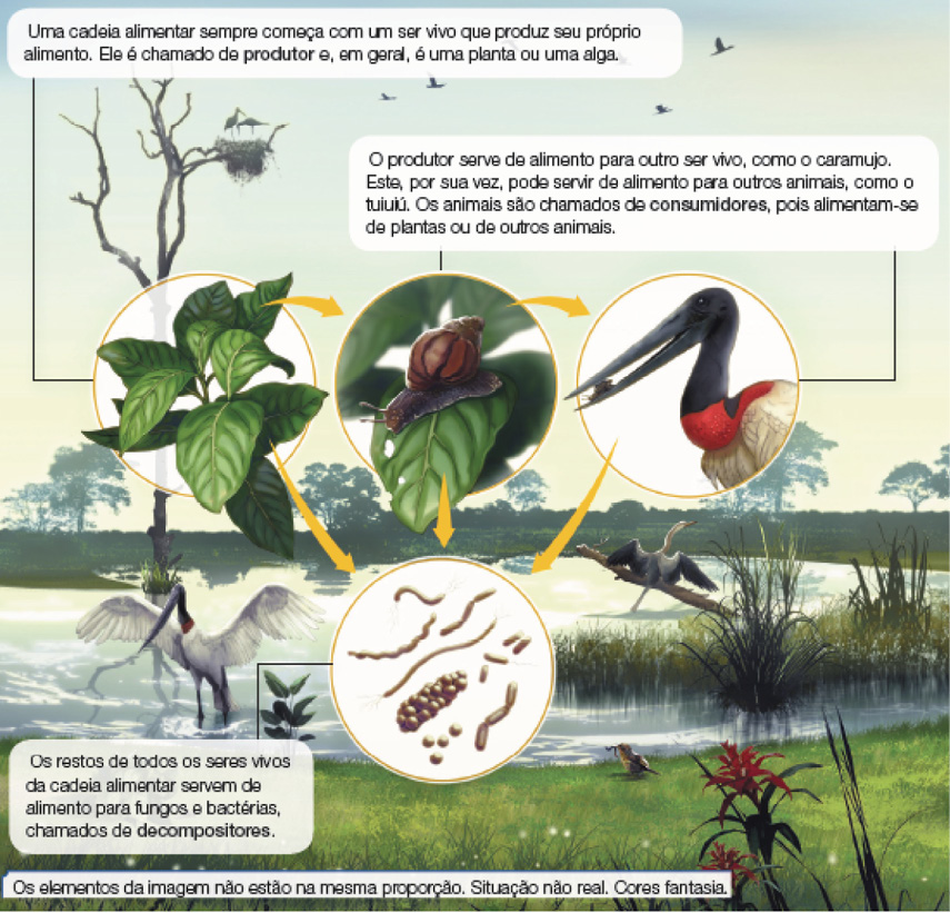 Imagem: Ilustração. Esquema. Vista geral de local com grama de cor verde, com um rio atrás e seres vivos ampliados: No rio, uma árvore fina com galhos secos, com o galho à direita com duas aves pousadas, em tons escuros. No céu, sombra de pássaros sobrevoando para à direita. Na beirada de um rio, um tuiuiú, ave de penas brancas, com pescoço, cabeça e bico longo em preto, com penas de cor branca. À direita, ao fundo, um pato de costas, sobre um galho seco no rio, de penas brancas, par de asas em branco e bico de cor laranja. À frente, grama verde com um pássaro pequeno de penas em marrom, com uma minhoca no bico.  Seres vivos ampliados: Folhas de cor verde.  Texto : Uma cadeia alimentar sempre começa com um ser vivo que produz seu próprio alimento. Ele é chamado de produtor e, em geral, é uma planta ou uma alga. Sobre folha de cor verde, um caramujo de cor marrom com o corpo rastejante e casco arredondado no dorso em marrom-claro. Texto : O produtor serve de alimento para outro ser vivo, como o caramujo. Este, por sua vez, pode servir de alimento para outros animais, como o tuiuiú. Os animais são chamados de consumidores, pois alimentam se de plantas ou de outros animais. Um tuiuiú visto do pescoço para cima, com a cabeça para à esquerda, com penas e bico de cor preta. Na parte inferior do pescoço, em vermelho e corpo com penas em branco. Ele tem no bico um caramujo dentro. Dos três seres vivos, setas amarelas para restos de seres vivos, com formatos diferentes em marrom e bege, alguns longos, finos e outros com formato de bastonetes e pequenas esferas.  Texto : Os restos de todos os seres vivos da cadeia alimentar servem de alimento para fungos e bactérias, chamados de decompositores.  Fim da imagem.