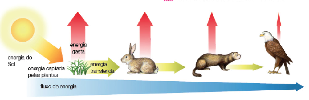 Imagem: Ilustração. Esquema. Na parte inferior, seta azul diminuindo da esquerda para à direita : fluxo de energia.  À esquerda, sol redondo amarelo radiando luz: energia do Sol. Plantas de cor verde : energia captada pelas plantas, luz em amarelo. Seta grande para cima: energia gasta. Seta grande verde para à direita : energia transferida. Um coelho virado para esquerda de pelos de cor marrom, com orelhas para cima. Seta vermelha de tamanho médio para cima e seta menor verde para à direita.  Um animal similar a uma ariranha, virado para à direita com o corpo marrom e cauda fina longa à esquerda, com focinho preto pequeno e orelhas pequenas arredondadas. Seta fina em vermelho para cima e seta verde para à direita.  Um gavião virado para à esquerda, de penas de cor branca na cabeça, bico pequeno laranja e corpo coberta de penas de cor marrom-escuro. Seta bem fina para cima.   Fim da imagem.