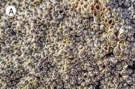 Imagem: Fotografia A. Centenas de formas arredondadas de cor bege-claro, algumas com buraco de frente, outras de cor cinza. Texto : Diâmetro de cada indivíduo: 3 cm. Fim da imagem.