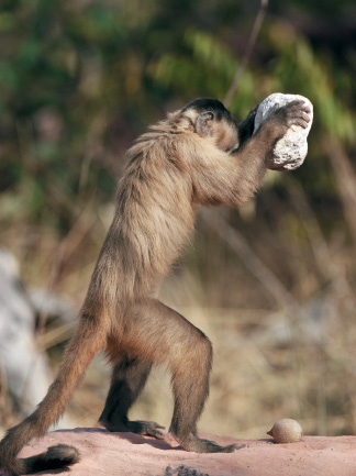 Imagem: Fotografia. Um macaco-prego, em pé, com o corpo virado para à direita de penas em marrom, com partes em marrom-escuro na cabeça e na ponta do rabo, segurando nas patas dianteiras, uma pedra de cor cinza-claro. Mais ao fundo, vegetação de cor verde. Texto : Comprimento sem a cauda: 40 cm. Fim da imagem.