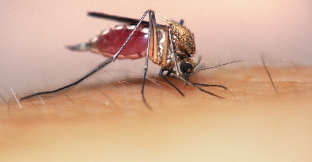 Imagem: Fotografia. Um mosquito com cabeça pequena preta, com o corpo grande de tamanho médio marrom e partes em preto e branco no dorso. Ele tem patas longas traseiras e menores dianteiras, picando pele de uma pessoa de pele clara. Texto : Comprimento: 6 mm. Fim da imagem.