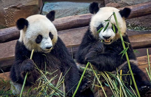 Imagem: Fotografia. Dois pandas, ursos grandes, sentados sobre base de madeira, de frente para vegetação verde fina na vertical. Eles têm orelhas, olhos e corpo preto, com a cabeça em branco. O panda da esquerda está com vegetação. Texto : Altura: 140 cm. Fim da imagem.