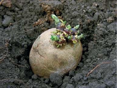 Imagem: Fotografia. Vista do alto de solo preto poroso, com uma batata dentro, arredondada de cor bege, com plantas na parte superior com folhas verdes, pequenas. Fim da imagem.