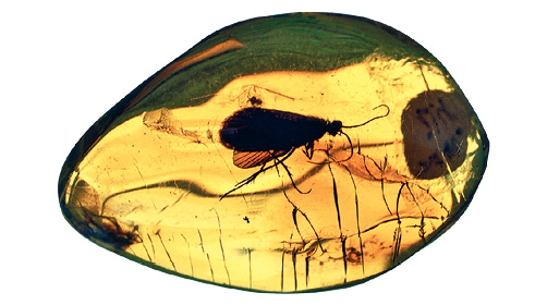 Imagem: Fotografia. Uma pedra de âmbar com o formato arredondado, de cor amarela com um inseto dentro preto, com par de asas redondas, cabeça pequena e par de antenas finas na frente.  Fim da imagem.