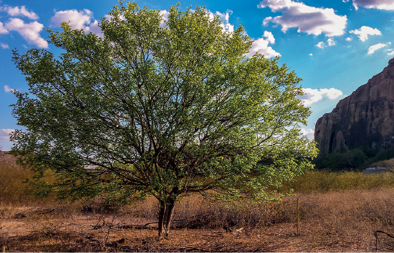 Imagem: Fotografia. Vista geral de local com vegetação rasteira em marrom, com a parte de trás em verde-claro. Ao centro, árvore de tronco baixo, com raízes ramificadas com folhas de cor verde-claro. Ao fundo, céu de cor azul-claro com muitas nuvens brancas. À direita, vista parcial de rochas. Texto : Altura: 5 m. Fim da imagem.