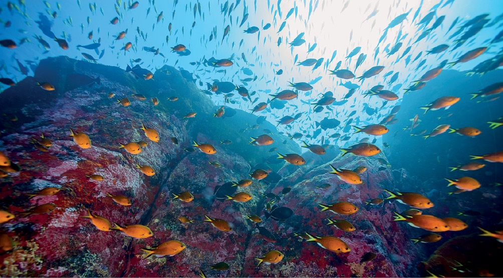 Imagem: Fotografia. Vista debaixo para cima de oceano com água de cor azul-claro, com pedra gigante à esquerda, de cor cinza e no oceano, dezenas de peixes pequenos de cor laranja, com cauda fina bifurcada. Eles vão para à direita.  Fim da imagem.