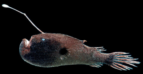 Imagem: Fotografia. Em fundo preto, um peixe de tamanho médio, com a cabeça para à esquerda. Ele tem a cabeça arredondada, com olhos azuis, com haste fina sobre a cabeça, na diagonal para frente. Ele está com a boca aberta, para cima. Na ponta da cauda, hastes finas na horizontal. Texto : Comprimento: 15 cm. Fim da imagem.