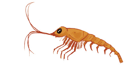 Imagem: Ilustração. Um krill, animal pequeno de cor laranja, com olho pequeno preto, com patas finas na parte inferior e perto da cabeça, com fios finos.  Fim da imagem.