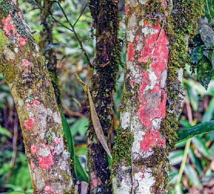 Imagem: Fotografia. Foco em troncos de árvores na vertical de cor marrom, com vegetação de cor verde, manchas em branco e vermelho. Entre os troncos, com vegetação de cor verde.  Fim da imagem.