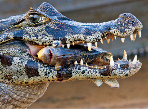 Imagem: Fotografia. Foco em cabeça de um jacaré de cor bege com manchas de cor preta, olhos grandes arredondados. Ele está com um peixe dentro sobre a boca, na horizontal, com dentes afiados na parte superior e parte baixa. Texto : Comprimento: 2,5 m. Fim da imagem.