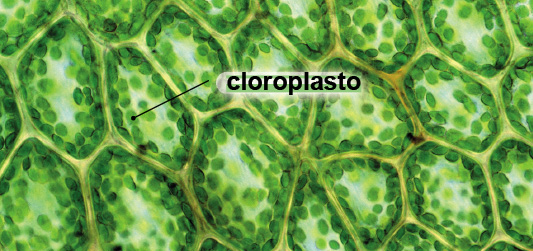 Imagem: Fotografia microscópica. Gomos de cor verde, com partes com bolinhas pequenas em verde e nas bordas, em amarelo fino. Nas bolinhas verdes : cloroplasto.  Fim da imagem.