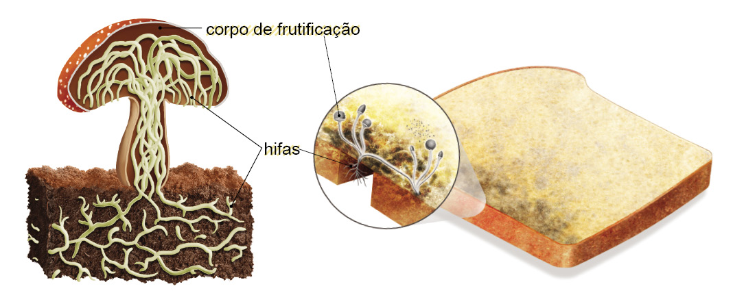 Imagem: Ilustração. Um cogumelo visto em corte. Na parte superior em laranja, com forma arredonda para cima : corpo de frutificação. Dentro do cogumelo, tubos finos de cor bege-claro aglomerados entre si. Na parte inferior, mesmas formas dentro do solo : hifas.   Ilustração. Um pão de forma mofado, de cor bege com a parte do morro à esquerda em marrom e manchas pretas. Mofo visto ampliado : tubos finos brancos com parte superior composta por esfera pequena preta : corpo de frutificação.  Fim da imagem.