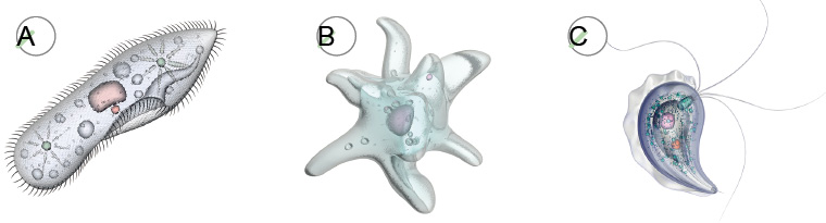 Imagem: Ilustração A. Um corpo alongado na diagonal para a direita, com círculos, linhas e cubo dentro do corpo e ao redor dele, na parte externa, pequenos cílios pequenos.  Ilustração B. Um corpo disforme com pontas similares a tentáculos ao redor, com esfera dentro e filamentos finos dentro. Ilustração C. Um corpo azul arredondado e ponta fina para baixo, com borda ao redor fina. Na parte superior, quatro linhas finas na parte superior.   Fim da imagem.