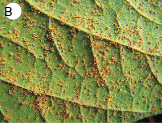 Imagem: Fotografia B. Sobre folhas verdes, pequenas bolinhas de cor marrom. Fim da imagem.