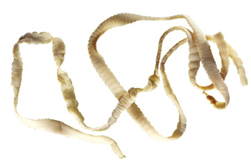 Imagem: Fotografia. Solitárias, vermes de tamanho longo, com o corpo achatado de cor bege-claro, com o corpo contorcido. Na horizontal.  Fim da imagem.