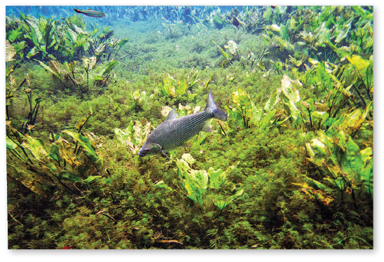 Imagem: Fotografia. Na parte inferior com vegetação de cor verde, com vegetação mais longas. Ao centro, um peixe cinza com o corpo para à esquerda, com cauda fina e pequena, e barbatanas.  Fim da imagem.