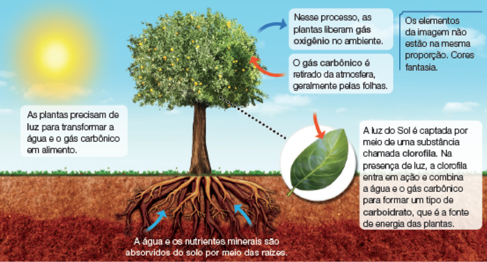 Imagem: Ilustração. Vista geral de local com solo marrom, com grama de cor verde, com uma árvore ao centro de tronco marrom, com raízes longas dentro : A água e os nutrientes minerais são absorvidos do solo por meio das raízes. Dentro há duas flechas de cor azul-claro para cima. Na parte superior da árvore, folhas verdes com partes em amarelo, com seta em azul-escuro : Nesse processo, as plantas liberam gás oxigênio no ambiente. E seta vermelha para dentro : O gás carbônico é retirado da atmosfera, geralmente pelas folhas. Abaixo, destaque para folha de árvore de cor verde, com seta vermelha : A luz do Sol é captada por meio de uma substância chamada clorofila. Na presença de luz, a clorofila entra em ação e combina a água e o gás carbônico para formar um tipo de carboidrato, que é a fonte de energia das plantas. Na parte superior do local, sol à esquerda de formato redondo em amarelo : As plantas precisam de luz para transformar a água e o gás carbônico em alimento. Céu de cor azul-claro, com nuvens brancas à direita.   Fim da imagem.