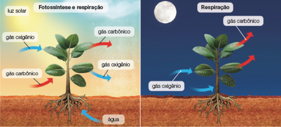 Imagem: Ilustração. Esquema. Fotossíntese e respiração.  Uma planta de caule fino em marrom, com folhas verdes. Dentro do solo, raízes ramificadas por onde entra água com flecha azul debaixo para cima. Nas folhas verdes da planta, flecha em azul indicando : gás oxigênio e duas flechas em vermelho, indica saída : gás carbônico. No céu, à esquerda, sol de cor amarela : luz solar. À direita, céu de cor azul-claro, por onde cai gotículas de chuva.  Ilustração. Esquema. Respiração. A mês planta descrito anteriormente em local com céu noturno em azul-escuro, com lua à esquerda de cor branca. Flecha em azul indicando entrada de : gás oxigênio. Flechas em vermelho indicando saída de gás carbônico.   Fim da imagem.