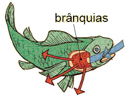 Imagem: Silhueta de um peixe de cor verde, com detalhes para brânquias, órgão arredondo atrás da entrada da boca, com seta azul entrando e depois das brânquias, três setas em vermelho saindo.  Fim da imagem.
