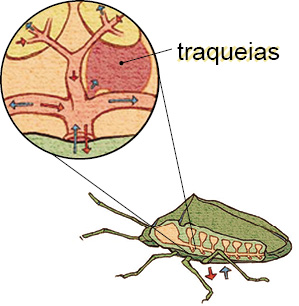 Imagem: Silhueta de um inseto pequeno de cor verde, na horizontal com patas finas. Detalhe para as traqueias, parte com formato de tubos finos ramificados com setas em vermelho e azul.  Fim da imagem.