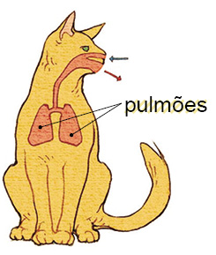 Imagem: Silhueta de um gato sentado de cor amarelo, com detalhes em sistema respiratório com tubos de nariz e garganta, com dois pulmões na parte interna. Uma seta azul entrando no nariz e seta vermelha saindo da boca.  Fim da imagem.