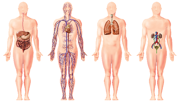 Imagem: Ilustração. Quatro silhuetas de pessoas vistas em pé com sistemas diferentes. Silhueta 1. Sistema digestivo, com tubo fino na vertical, abaixo, fígado, parte na horizontal, abaixo à direita, estômago, com intestino grosso com formato quadrado contornando intestino delgado. Silhueta 2. Sistema circulatório com tubos finos em azul e vermelho e ao centro, na região central, coração marrom. Silhueta 3. Sistema respiratório. Tubo fino na vertical da garganta e dois pulmões de cor marrom com parte ramificada dentro. Silhueta 4. Sistema urinário. Dois tubos finos na vertical de cor azul-claro, vermelho, com dois rins na parte superior em marrom. Dos rins, tubos finos na vertical conectados na bexiga na horizontal.   Fim da imagem.