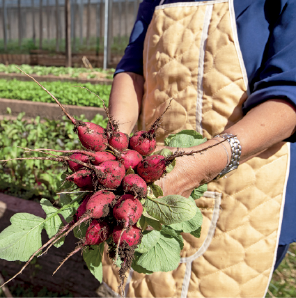 Imagem: Fotografia. Vista parcial de uma pessoa de pele clara, de blusa azul com as mangas até os cotovelos, com avental bege sobre o corpo e relógio cinza à direita. Ela segura batata-doce em rosa, com parte superior, vegetação em verde. Ao fundo, à esquerda, solo marrom, com vegetação com folhas verdes.  Fim da imagem.