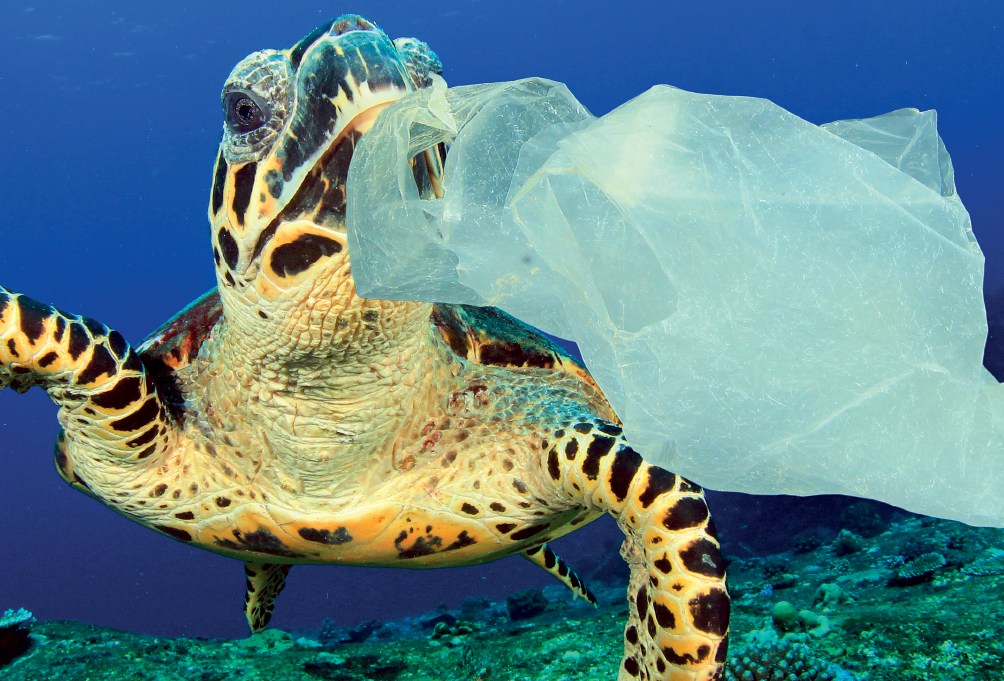 Imagem: Fotografia. Dentro do oceano, de água de cor azul, uma tartaruga de tamanho médio nadando, de cor bege com manchas em marrom no corpo, olhos redondos pretos e com uma sacola plástica de cor branca, perto da boca. Na parte inferior, solo pedregoso de cor cinza, vegetação rasteira marinha em verde.  Fim da imagem.