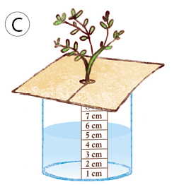 Imagem: Ilustração C. No recipiente descrito anteriormente com água, papel quadrado marrom com corte na horizontal em cima, com uma planta ao centro de caules finos e folhas pequenas.  Fim da imagem.