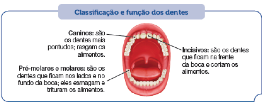 Imagem: Ilustração. Esquema. Classificação e função dos dentes. Ao centro, boca aberta por onde vê-se dentes brancos. Na parte superior, dois dentes à frente:  incisivos: são os dentes que ficam na frente da boca e cortam os alimentos. Dente ao lado, à esquerda:  Caninos: são os dentes mais pontudos; rasgam os alimentos. Na parte inferior, dentes ao fundo:  Pré-molares e molares: são os dentes que ficam nos lados e no fundo da boca; eles esmagam e trituram os alimentos. Fim da imagem.