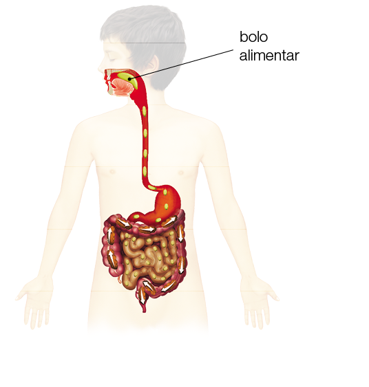 Imagem: Ilustração. Em relevo, silhueta de corpo de menino visto da cintura para cima, destaque para o sistema digestório: na boca, bolo alimentar dentro. No pescoço, tubo fino na vertical por onde desce pedaços pequenos, indo para o estômago e após para o intestino grosso.  Fim da imagem.