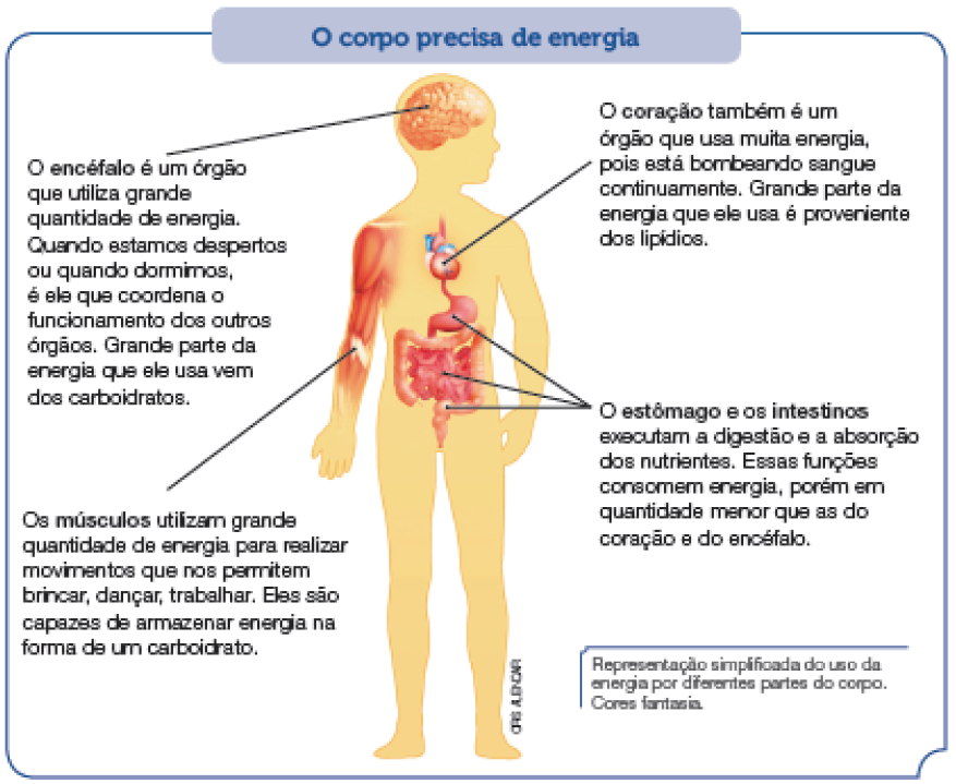 Imagem: Ilustração. Esquema. O corpo precisa de energia. Ao centro, silhueta de corpo de criança, para cabeça para à direita e com destaque para órgãos: Sobre a cabeça, cérebro de cor rosa claro, similar a filamentos contorcidos entre si. Texto:  O encéfalo é um órgão que utiliza grande quantidade de energia. Quando estamos despertos ou quando dormimos, é ele que coordena o funcionamento dos outros órgãos. Grande parte da energia que ele usa vem dos carboidratos. No braço, músculos em vermelho na vertical:  Texto: Os músculos utilizam grande quantidade de energia para realizar movimentos que nos permitem brincar, dançar, trabalhar. Eles são capazes de armazenar energia na forma de um carboidrato. Ao centro do corpo, coração arredondado vermelho.  Texto:  O coração também é um órgão que usa muita energia, pois está bombeando sangue continuamente. Grande parte da energia que ele usa é proveniente dos lipídios. Mais abaixo, órgão com formato de uma bolsa vermelha. Na ponta inferior, parte que contorna em formato quadrado e ao centro, filamentos dobrados entre si. Texto:  O estômago e os intestinos executam a digestão e a absorção dos nutrientes. Essas funções consomem energia, porém em quantidade menor que as do coração e do encéfalo.  Fim da imagem.