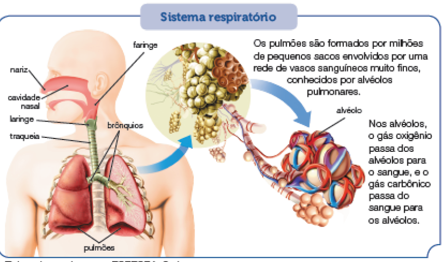 Imagem: Ilustração. Esquema. Sistema respiratório. À esquerda, silhueta de pessoa vista da região peitoral para cima. Destaque para órgãos: nariz na ponta com cavidade nasal dentro e na garganta: faringe. Passando na garganta, tubo na vertical de cor verde:  laringe, traqueia e na ponta inferior, com duas ramificações: brônquios, à esquerda, e à direita: pulmões de cor vermelha. Dentro do pulão direito, visto em corte:  ramos finos com detalhe para à direita:  estruturas formadas com esferas de cor bege em médio, outras menores. Detalhe para estrutura vista internamente:  esferas aglomeradas de cor bege com tubos finos em vermelho, azul e lilás: alvéolo.  Texto:  Os pulmões são formados por milhões de pequenos sacos envolvidos por uma rede de vasos sanguíneos muito finos, conhecidos por alvéolos pulmonares. Texto:  Nos alvéolos, o gás oxigênio passa dos alvéolos para o sangue, e o gás carbônico passa do sangue para os alvéolos.  Fim da imagem.