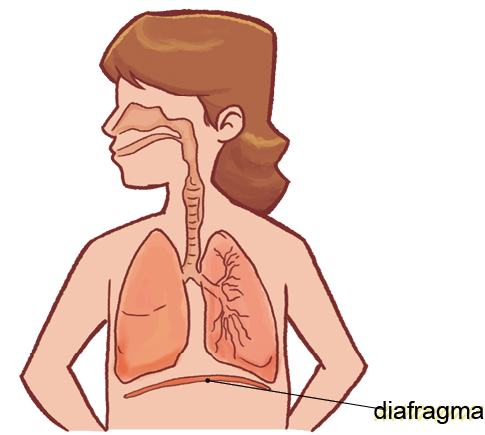 Imagem: Ilustração. Silhueta de uma criança de pele clara, com a cabeça para à esquerda com destaque para sistema respiratório: passagem na horizontal pelas narinas e boca, com um tubo na vertical dentro da garganta, indo para a região peitoral, com ramificação para à esquerda e à direita, dando acesso aos pulmões. No pulmão direito, com ramificações finas dentro. Abaixo, o diafragma, parte fina na horizontal. Fim da imagem.