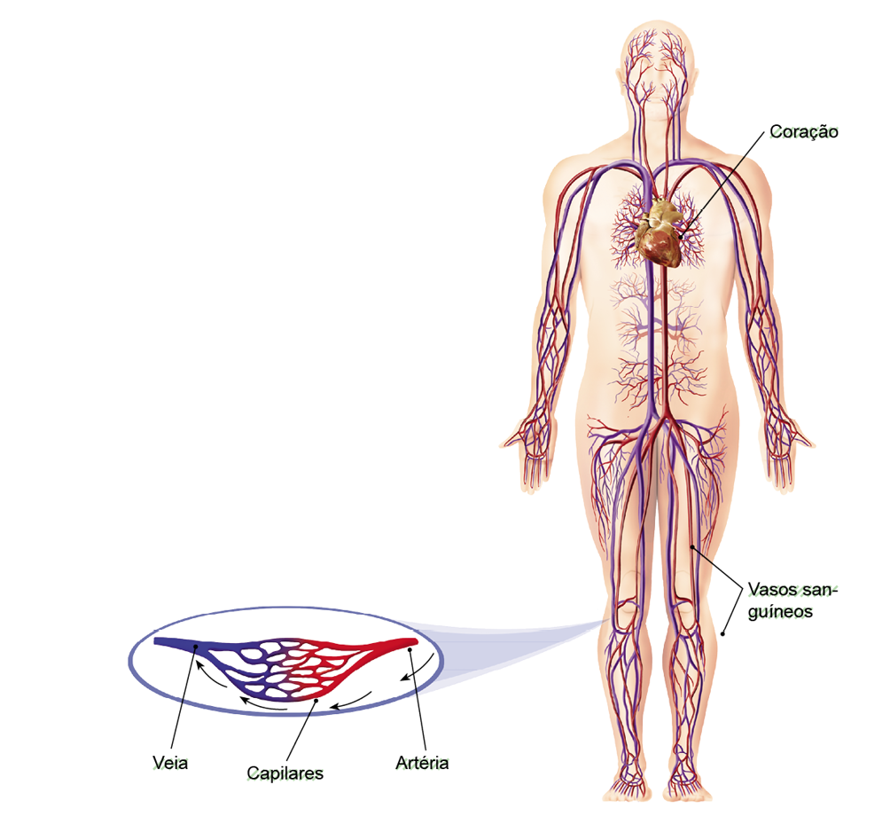 Imagem: Ilustração. Silhueta de uma pessoa em pé de cor bege-claro onde se destaque o sistema respiratório, com tubos finos em azul e vermelho. Dentro da cabeça, tubos mais finos ramificados em azul e vermelho, tubos mais grossos nos braços, ao centro do corpo. Ao centro, da região peitoral, coração:  forma arredondada em marrom. Na ponta inferior, nas pernas, tubo azul na vertical: Vasos sanguíneos.  Do joelho esquerdo, detalhe para os tubos azuis: veia, na horizontal e com ramificações que se encontram com outras ramificações à direita de cor vermelha, saindo de um tubo vermelho: Artéria. Ao centro as ramificações: Capilares.   Fim da imagem.