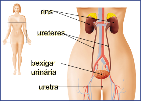 Imagem: Ilustração. À esquerda, silhueta de uma mulher de pele clara, cabelos curtos em laranja, com uma linha fina quadrada na região da cintura. À direita, vista da cintura para cima da silhueta da mulher, com destaque para o sistema urinário. Na parte superior, perto da cintura, dois rins, um à esquerda e outro à direita, com o formato de duas bolsas pequenas em marrom. Debaixo de cada rim, um tubo fino da mesma cor: ureteres. Eles se conectam com bexiga, com formato de cor marrom-claro:  bexiga urinária. Na ponta inferior, um tubo fino na vertical em laranja: uretra.  Fim da imagem.