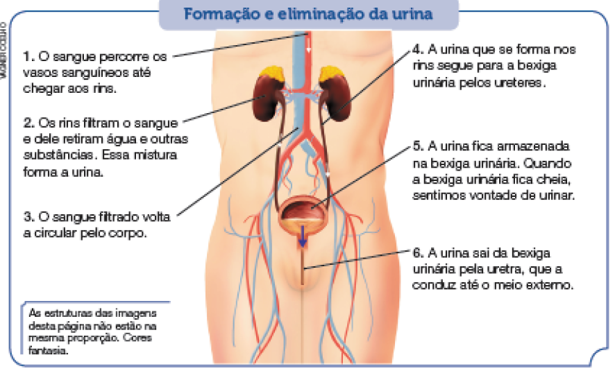 Imagem: Ilustração. Formação e eliminação da urina. Vista cinta para cima de até a região peitoral: Na parte superior, um tubo fino na vertical de cor vermelha com flecha fina branca para baixo:  Texto:  1. O sangue percorre os vasos sanguíneos até chegar aos rins. Mais abaixo, dois rins, um à esquerda e outro à direita, com formato de duas bexigas marrons. Texto:  2. Os rins filtram o sangue e dele retiram água e outras substâncias. Essa mistura forma a urina. Ao centro, tubo mais grosso em azul-claro na vertical. Texto:  3. O sangue filtrado volta a circular pelo corpo. Saindo de cada rim, um tubo fino na vertical em marrom. Texto:  4. A urina que se forma nos rins segue para a bexiga urinária pelos ureteres. Na ponta inferior, bexiga de cor marrom-claro na horizontal. Texto:  5. A urina fica armazenada na bexiga urinária. Quando a bexiga urinária fica cheia, sentimos vontade de urinar. Na parte inferior da bexiga, tubo fino na horizontal, pequeno. Texto:  6. A urina sai da bexiga urinária pela uretra, que a conduz até o meio externo.  Fim da imagem.