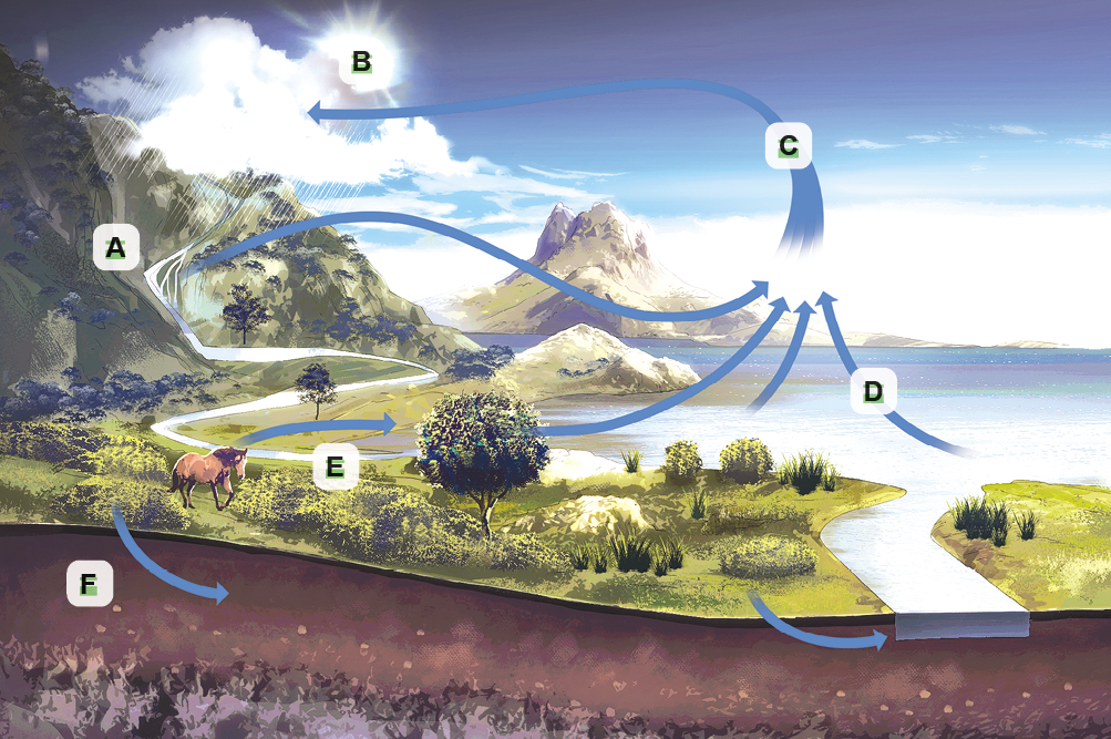 Imagem: Ilustração. Esquema. Vista geral de local. À esquerda, montanhas altas por onde desce água (ponto A), com nuvem branca sobre o local (ponto B). À frente, local com grande quantidade de água (ponto D) com flechas para o céu (ponto C). Perto das montanhas, local com vegetação rasteira verde, com árvore de folhas verdes, com um cavalo marrom (ponto E). Na parte inferior, seta de vegetação rasteira para solo marrom (ponto F).  Fim da imagem.