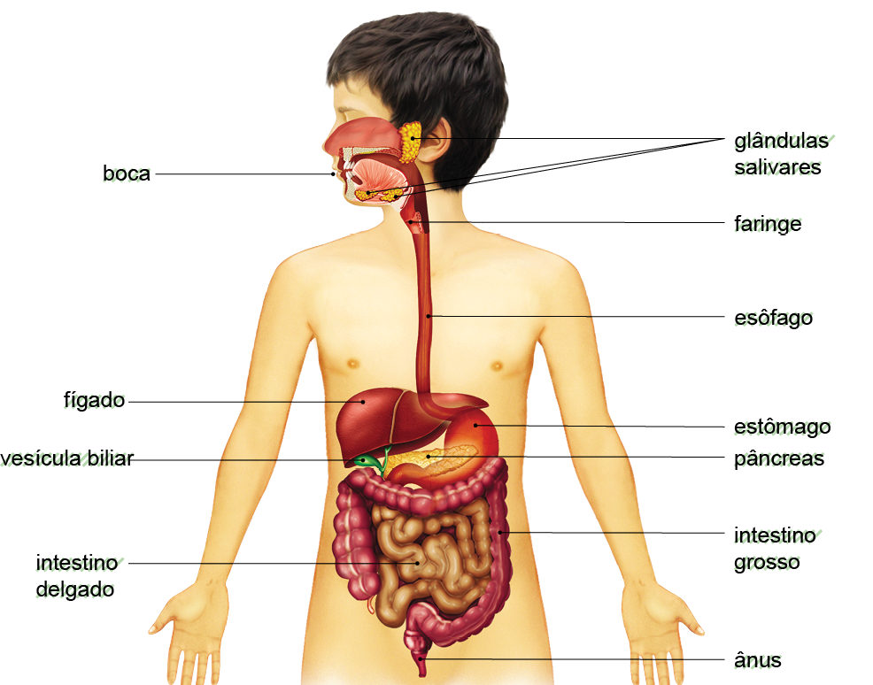 Imagem: Ilustração. Silhueta de um menino visto da cintura para cima, de pele clara, cabelos pretos, cabeça virada para à esquerda. Em destaque, órgãos em destaque em tons de vermelho e marrom. Na cabeça, boca, para à esquerda e abaixo da boca: glândulas salivares. No pescoço, tubo na vertical:  faringe. Na parte debaixo do tubo, perto da região peitoral:  esôfago. Mais abaixo, um órgão de tamanho médio na horizontal: fígado e abaixo, gomo verde: vesicular biliar e à direita, parte de tamanho médio:  estômago. Na parte debaixo do fígado:  pâncreas. Mais na parte inferior, uma forma contornando quadrada com protuberâncias:  intestino grosso e dentro, parte com filamentos e protuberâncias em marrom: intestino delgado. Na ponta inferior, ponta da estrutura ligada ao intestino grosso, ânus.   Fim da imagem.