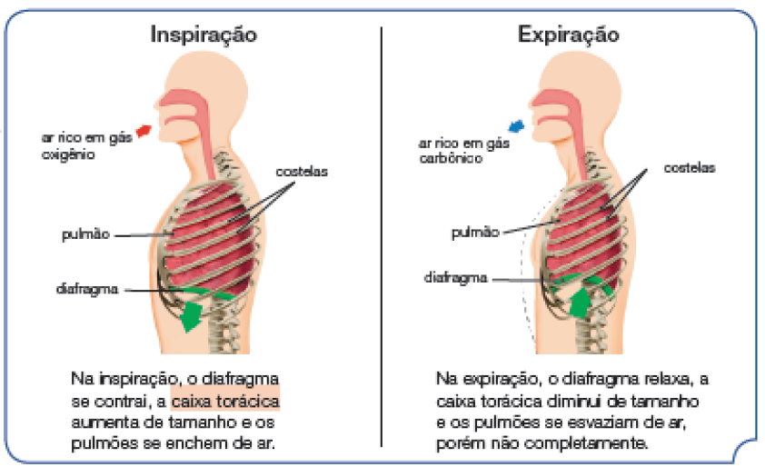 Imagem: Ilustração. Esquema. Inspiração. Uma silhueta vista da cintura para cima, virada para à esquerda. Na cabeça, flecha vermelha entrando na boca. Texto: ar rico em gás oxigênio. Na parte inferior, sobre a região peitoral: pulmão, com caixa de ossos cobrindo de cor bege, horizontal: costelas. Na parte inferior, parte em verde: diafragma.  Ilustração. Esquema. Expiração. A mesma silhueta descrita anteriormente, pela boca sai: ar rico em gás carbônico. Na parte inferior, peitoral menos inchando, com as costelas sobre os pulmões e na parte inferior, diafragma verde, curvado para cima.   Fim da imagem.