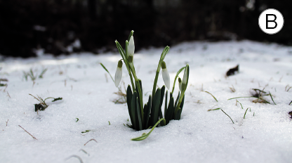 Imagem: Fotografia B. Solo com neve de cor branca com plantas de cor verde, com hastes na vertical.  Fim da imagem.