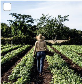 Imagem: Fotografia. Vista geral de local com plantações à esquerda e à direita, em solo de cor marrom-escuro. Ao centro, uma pessoa vista de costas, de pele clara, chapéu bege sobre cabeça, com blusa de cor bege, calça jeans em azul, carregando cesto na mão direita. Em segundo plano, árvore de folhas verdes. No alto, céu em azul-claro e nuvens brancas.  Fim da imagem.